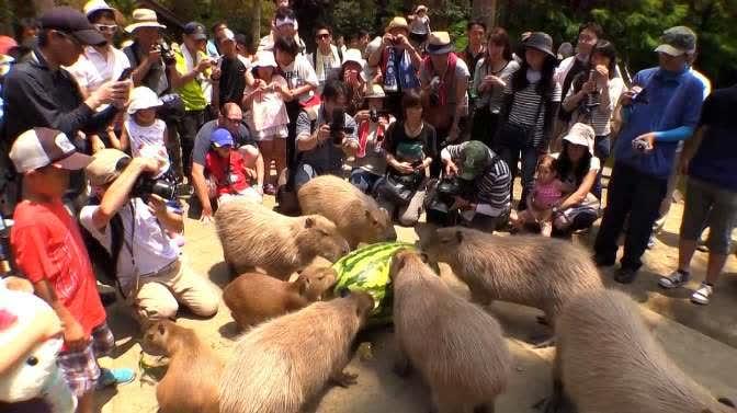 多人围观吃瓜,揭秘网络围观现象背后的社会心理