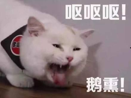 吃瓜恶心恐怖,揭秘吃瓜背后的恶心恐怖真相