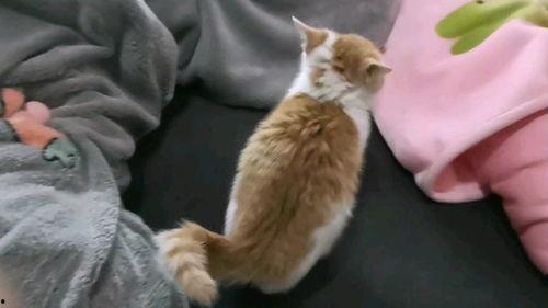 小胖猫吃瓜,小胖猫的瓜田奇遇记