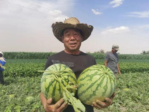 石狮凤凰城吃瓜,一场别开生面的“吃瓜”盛宴