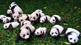 恐龙吃瓜的视频,揭秘恐龙与“瓜果”的奇妙邂逅