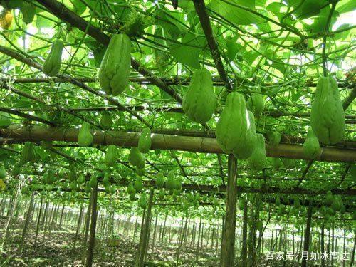 吃佛手瓜刮皮吗怎么吃,刮皮与否及美味吃法揭秘