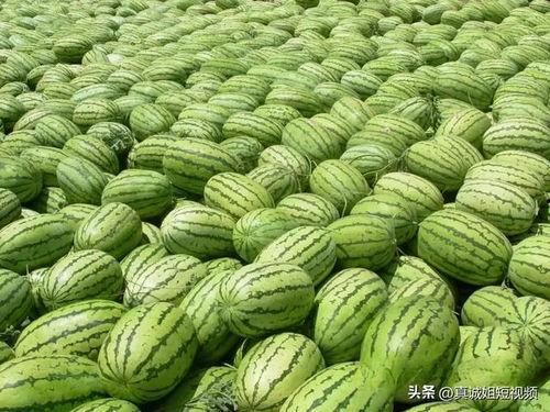 今日吃瓜必看大瓜图片,揭秘吃瓜必看大瓜图片背后的惊人真相