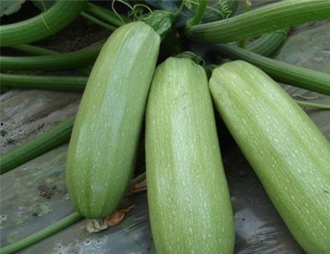 吃芳瓜的好处,健康生活新选择”