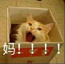 妈妈带你吃新瓜,甜蜜滋味尽享夏日时光