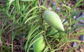 水梢瓜怎么吃,探索清新口感与营养价值的完美结合