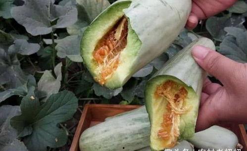 小孩可以吃哈密瓜甜瓜吗,哈密瓜与甜瓜的甜蜜诱惑