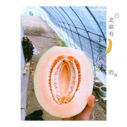 新疆吃蜜瓜视频,甜蜜诱惑，视觉盛宴