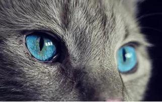 猫咪偷瓜怎么吃,揭秘瓜果美食的趣味吃法