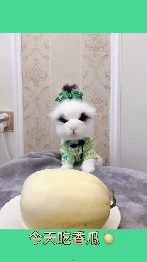 大熊的吃瓜日常,揭秘娱乐圈幕后故事