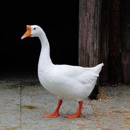 娱瓜乐吃鹅,揭秘娱乐圈的甜蜜与苦涩