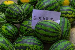 吃瓜操作,一场全民参与的娱乐盛宴