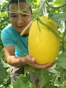 盐城兴业吃瓜,一场吃瓜盛宴背后的故事