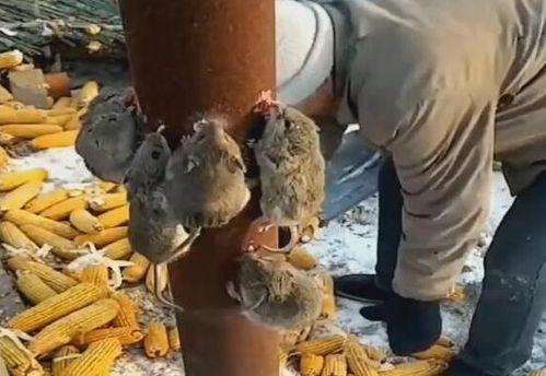 老鼠吃玉米的瓜,老鼠的智慧食粮探索之旅