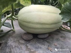 瓜地里找瓜吃,一场别开生面的瓜果盛宴