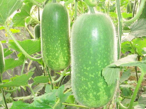 埋头吃瓜照片大全,聚焦那些埋头吃瓜的精彩瞬间