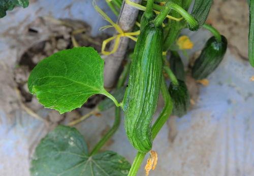 水灵吃瓜,揭秘娱乐圈幕后故事