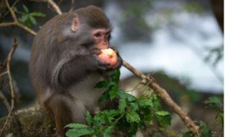 诵读猴子吃瓜视频,趣味横生的自然瞬间 第3张 诵读猴子吃瓜视频,趣味横生的自然瞬间 第3张