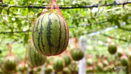 大硕吃瓜,揭秘娱乐圈幕后故事